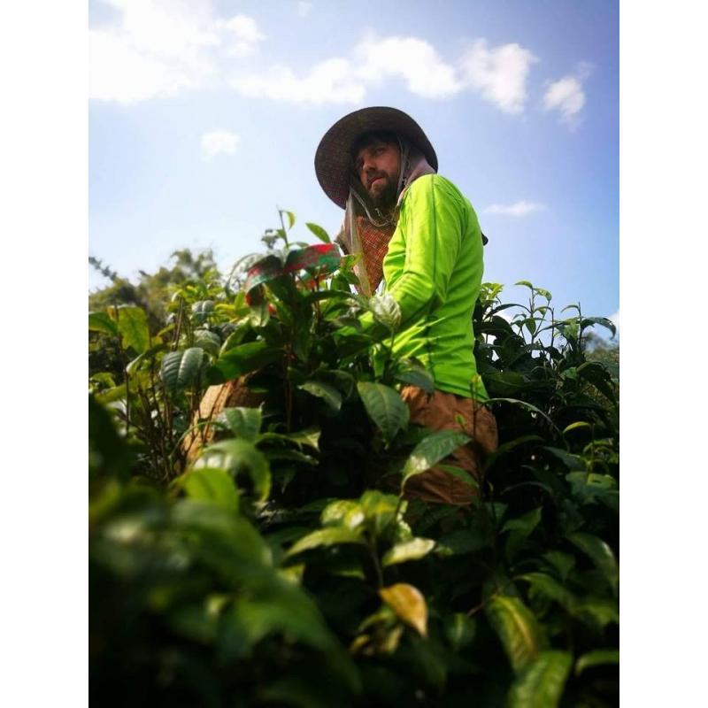 Oolong čaj Yabukita Tajland 50g