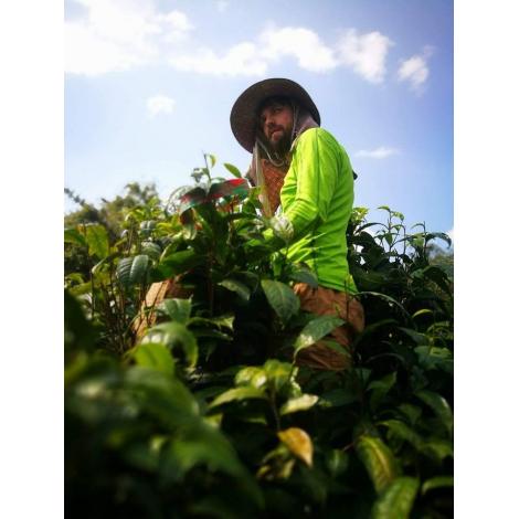 Oolong čaj Yabukita Tajland 50g