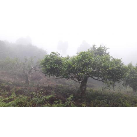 Tea Green Dvabzu Georgia 50g