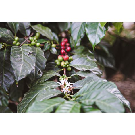 Nordbeans Ekvador Terrazas Del Pisque 200g