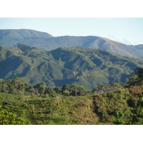 Costa Rica Tarrazu, PRAJITĂ MEDIE, cafea boabe arabica 2