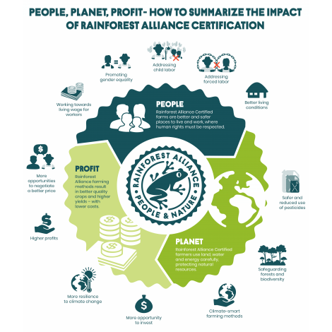 Brazylia Fazenda Rainforest, ziarna kawy Arabica