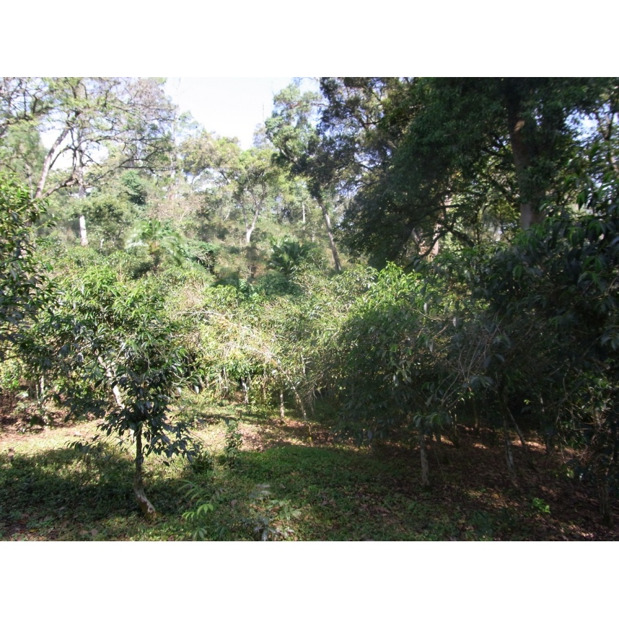 GourmetCoffee Specialty - Ethiopia Chelbesa Natural 250g