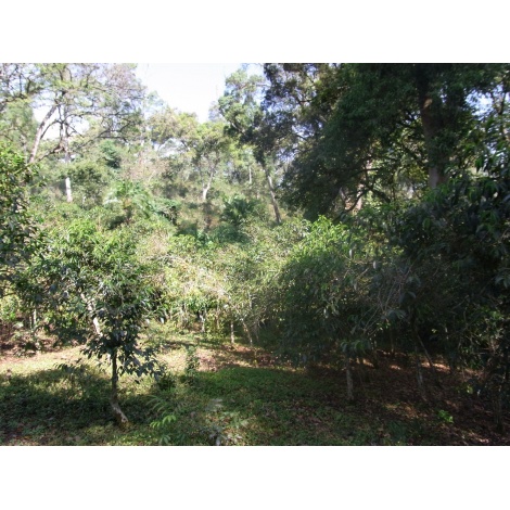 GourmetCoffee Specialty - Etiopija Chelbesa Natural 250g