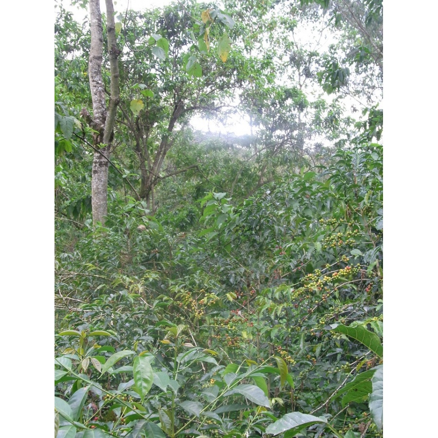 GourmetCoffee Specialty - Ethiopia Chelbesa Natural 250g