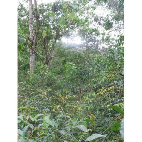 GourmetCoffee Specialty - Etiópia Chelbesa Natural 250g