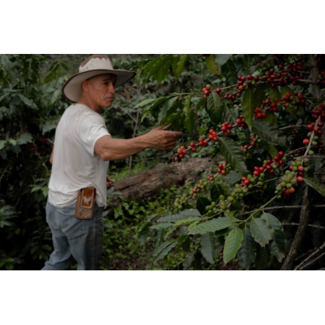 GourmetCoffee Specialty - Mexikó SV Kitos 250g