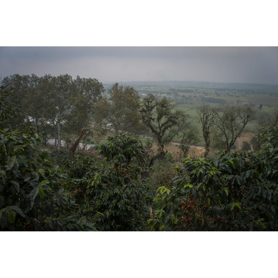 GourmetCoffee Specialty - Mexico SV Kitos 250g