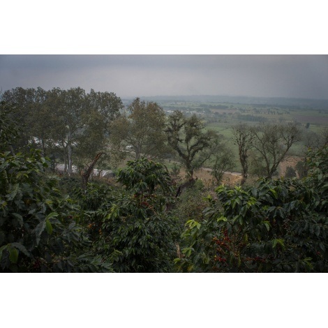 GourmetCoffee Specialty - Mehika SV Kitos 250g