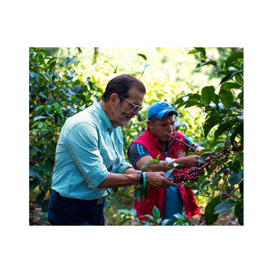 Nordbeans Panama Auromar 250 гр.