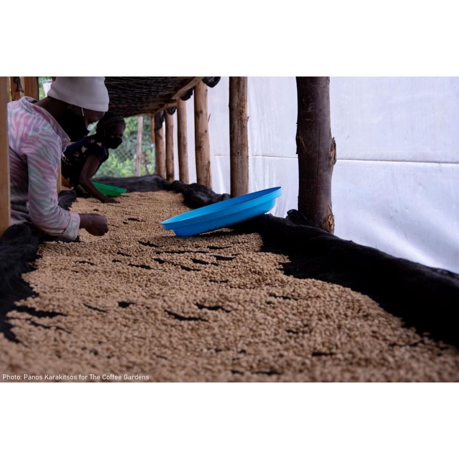 GourmetCoffee Specialitate de cafea Uganda Buwobodeya 250g