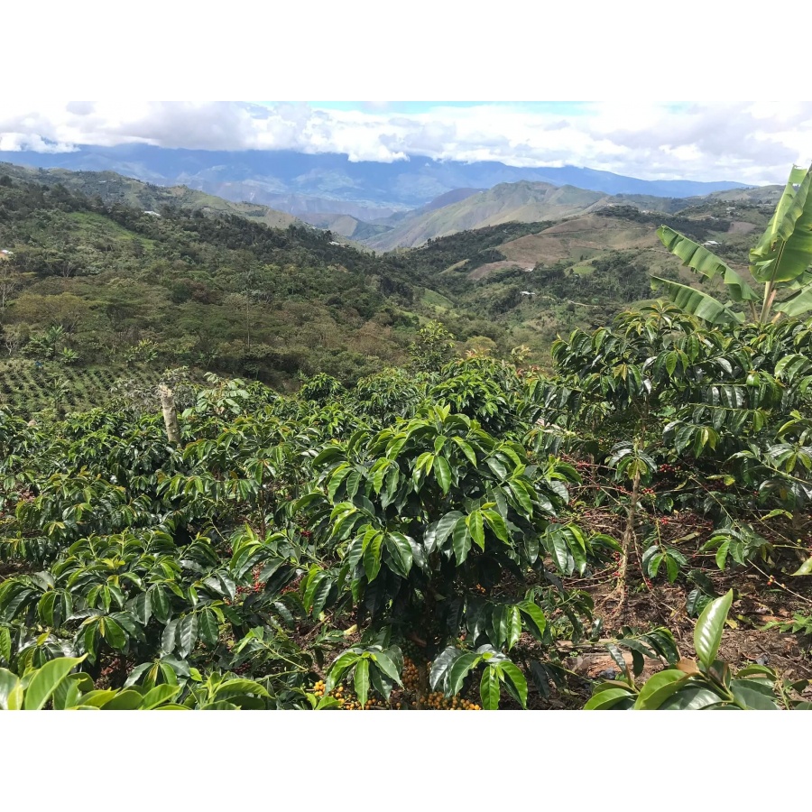 GourmetCoffee Specialty Euphoria Espresso 250g