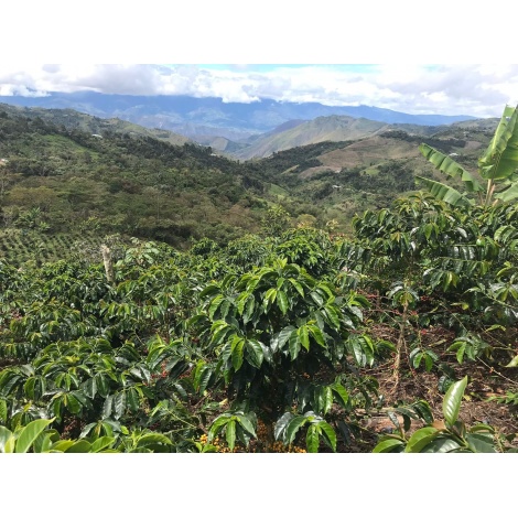 GourmetKáva Specialty Euphoria Espresso 250g