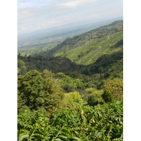 GourmetCoffee Specialty Kolumbia Tumbaga DECAF 250g 2