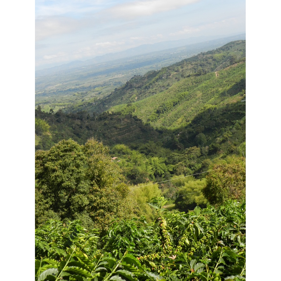 GourmetCoffee Specialty Kolumbija Tumbaga DECAF 250g