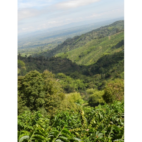 GourmetCoffee Specialty Colombia Tumbaga DECAF 250g