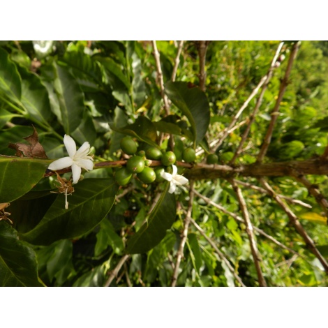 GourmetCoffee Specialty Kolumbia Tumbaga DECAF 250g