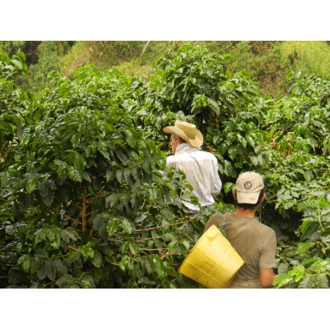 GourmetKáva Specialty Kolumbie Tumbaga DECAF 250g