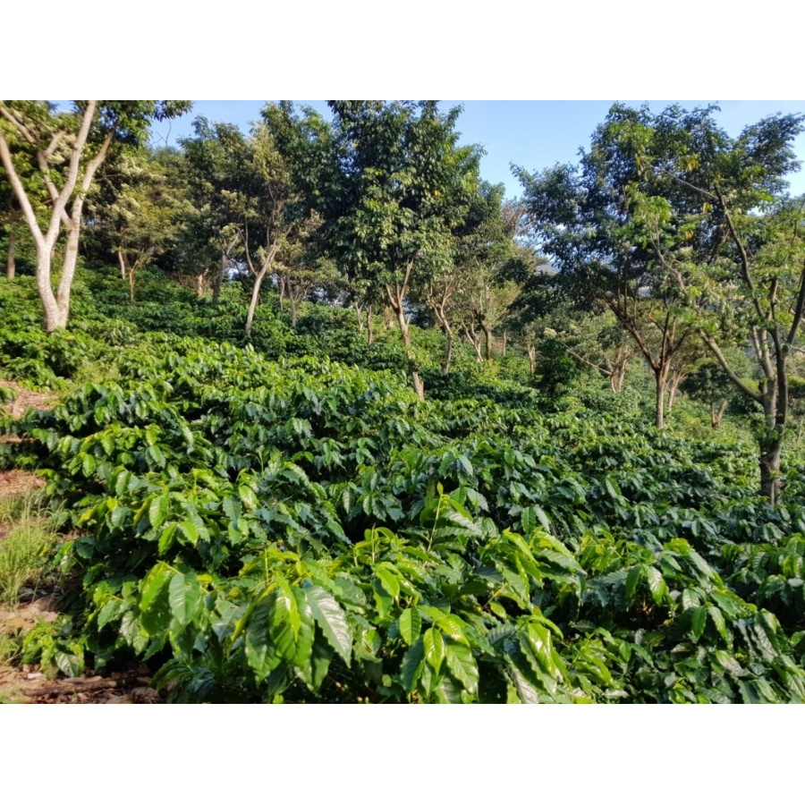 GourmetCoffee Specialty - Salvador V. Hermosa Anaerob 250g