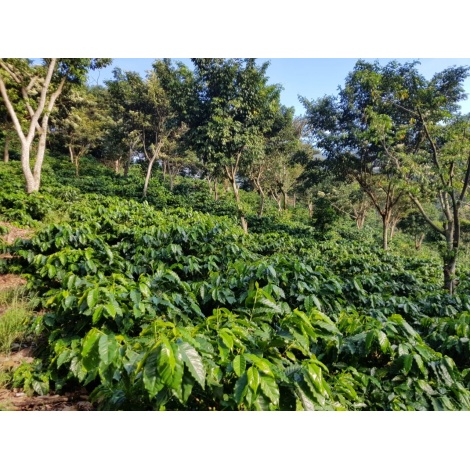 GourmetCoffee Specialty - Salvador V. Hermosa Anaerob 250g