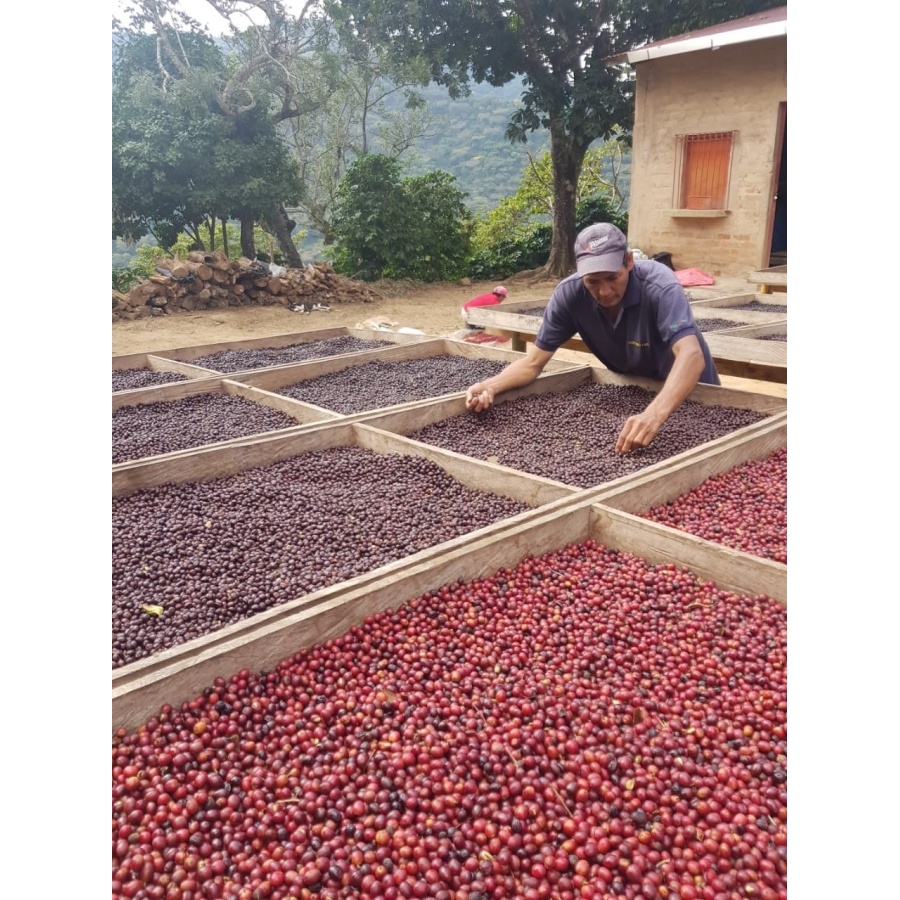 GourmetCoffee Specialitate - Salvador V. Hermosa Anaerobic 250g