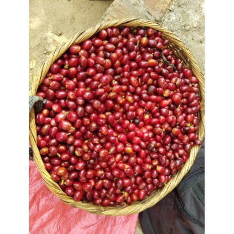 GourmetCoffee Specialty - Salvador V. Hermosa Anaerob 250g