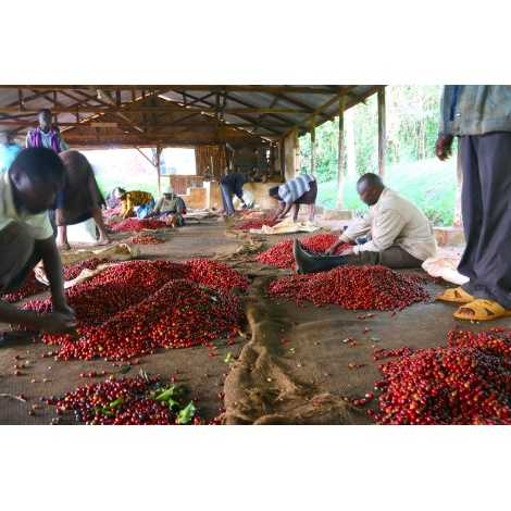 GourmetKáva Specialty Kenya Wamuguma PB 250g