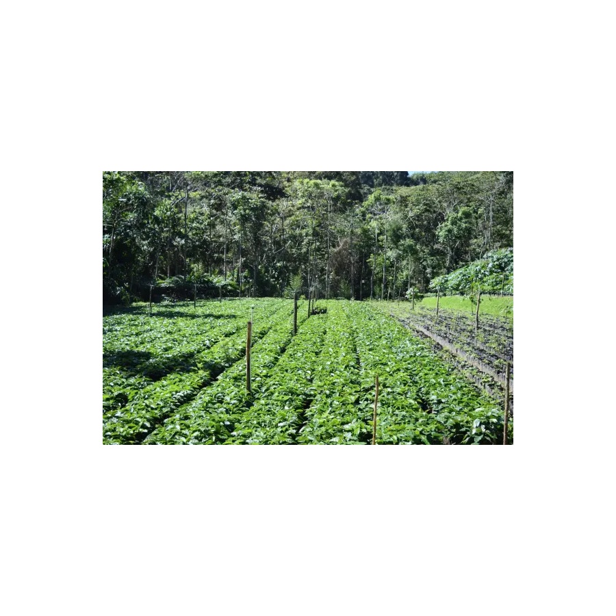 Beansmiths Nikaragua - Finca Aurora, 250g