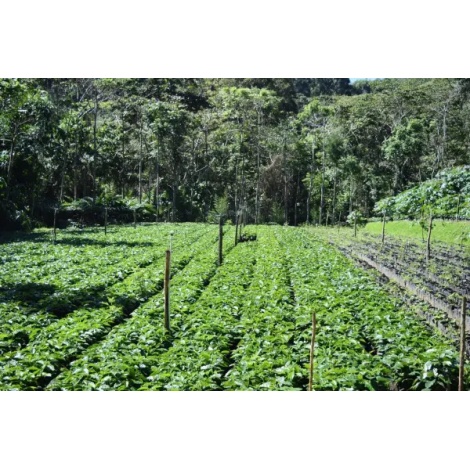 Beansmiths Nikaragva - Finca Aurora, 250g