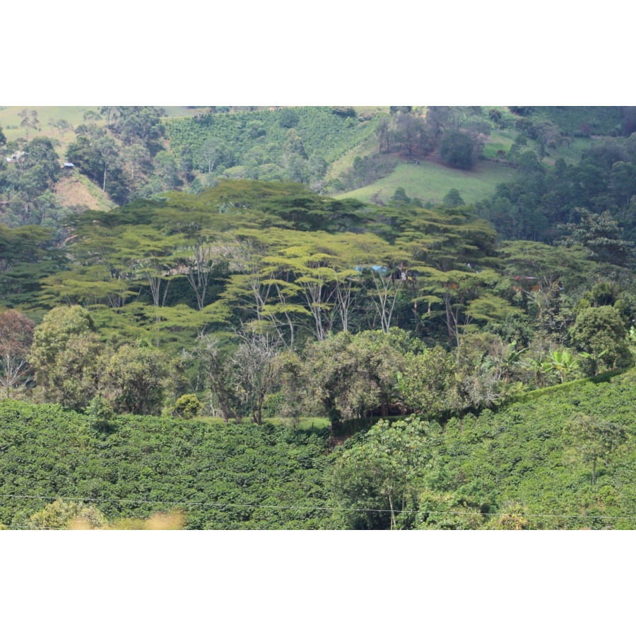 GourmetCoffee Specialty Colombia El Agrado Honey 250g