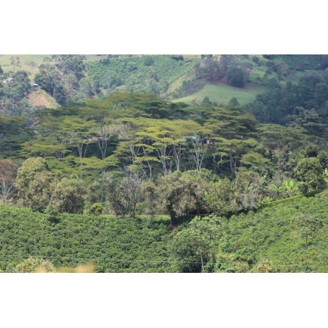 Gurmanska kava Specialty Columbia El Agrado Honey 250g