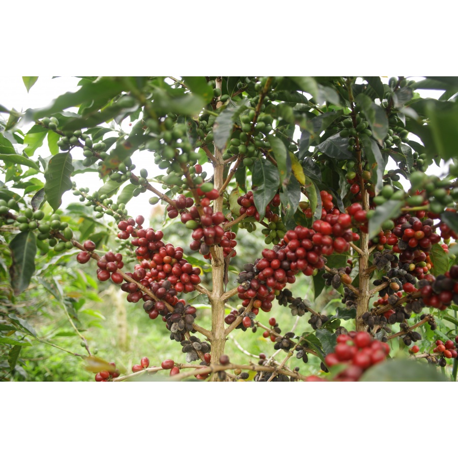 GourmetCoffee Specialty - Indonezija Aulila Kahfi 250g