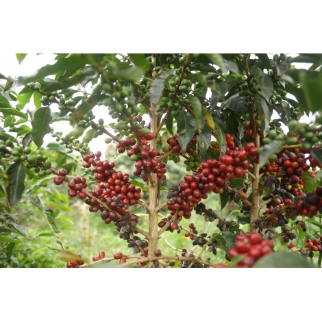 GourmetCoffee Specialty - Indonezia Aulila Kahfi 250g