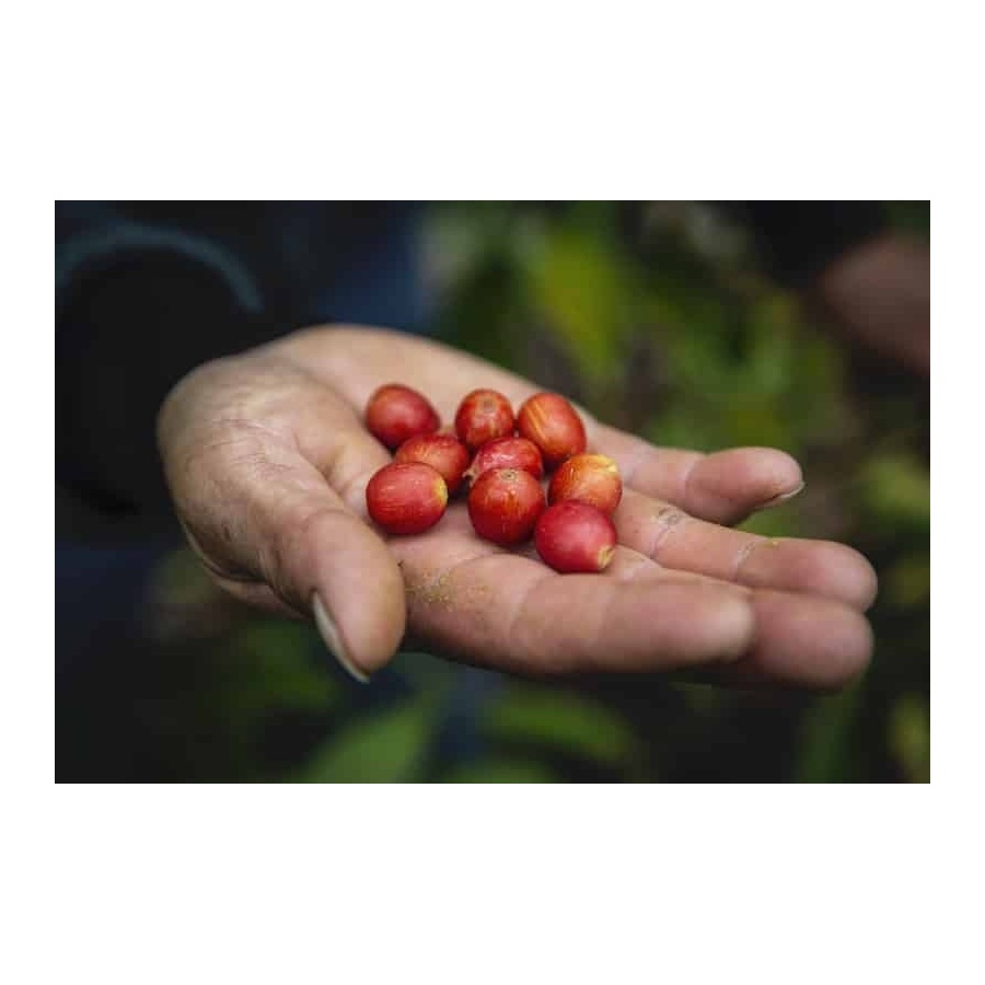 GourmetKáva Specialty - Peru T. Sachez 250g