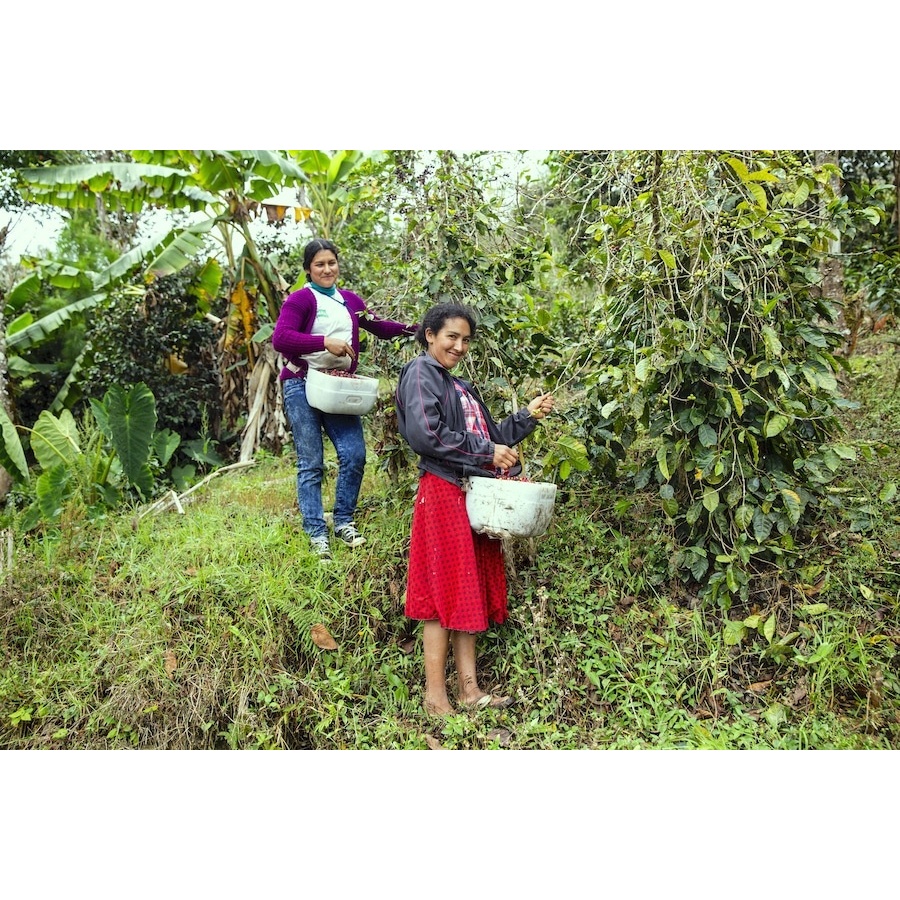 Gourmet kava Specialty - Peru T. Sachez 250g