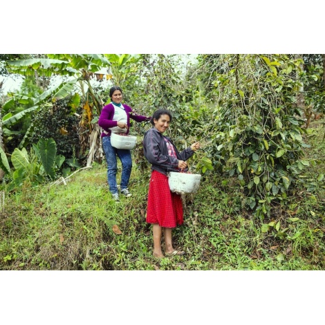 Gourmet kava Specialty - Peru T. Sachez 250g