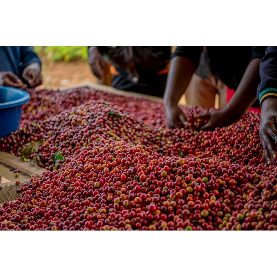 Gurmanska kava Specialty Burundi Gakenke 250g