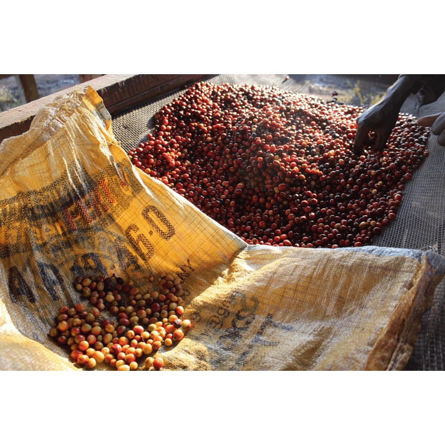 GourmetCoffee Specialitate Burundi Gakenke 250g