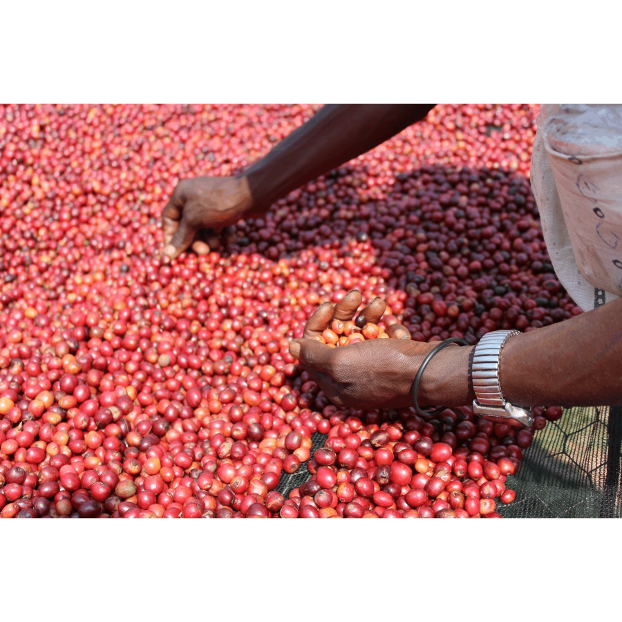 Gurmanska kava Specialty Burundi Gakenke 250g