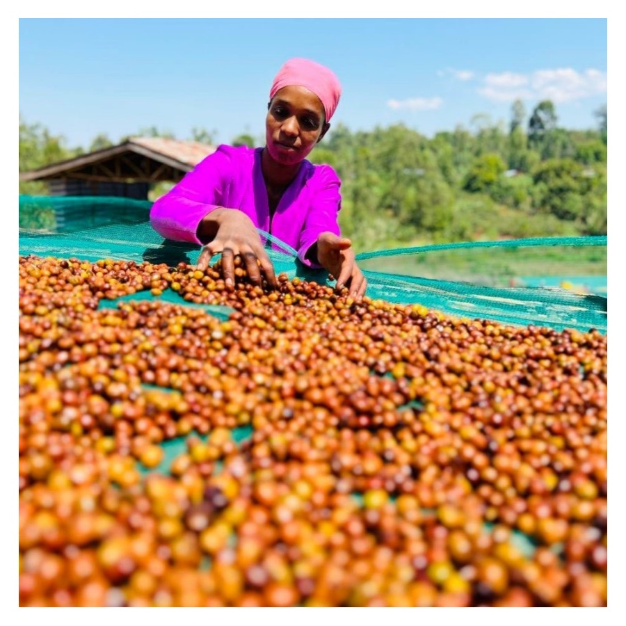 Nordbeans Etiopia FUNKY 250g