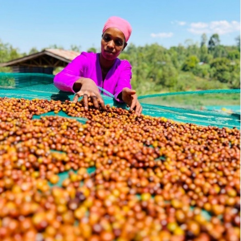 Nordbeans Etiopija FUNKY 250g