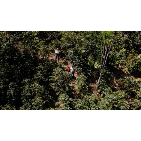 GourmetCoffee Specialitate Guatemala Huehuetenango ESP 250g