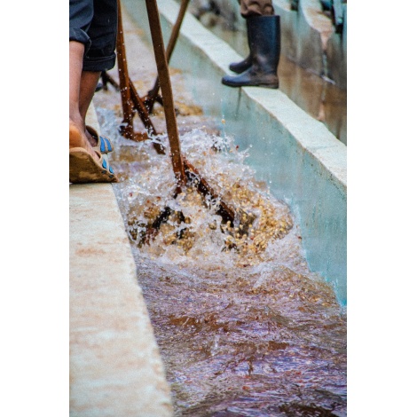 Gourmet kava Specialty Kenya Baragwi - Guama AA 250g