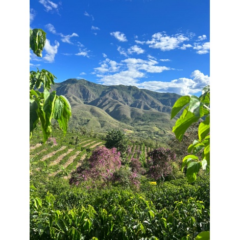 GourmetCoffee Specialty Peru Monterverde 250g