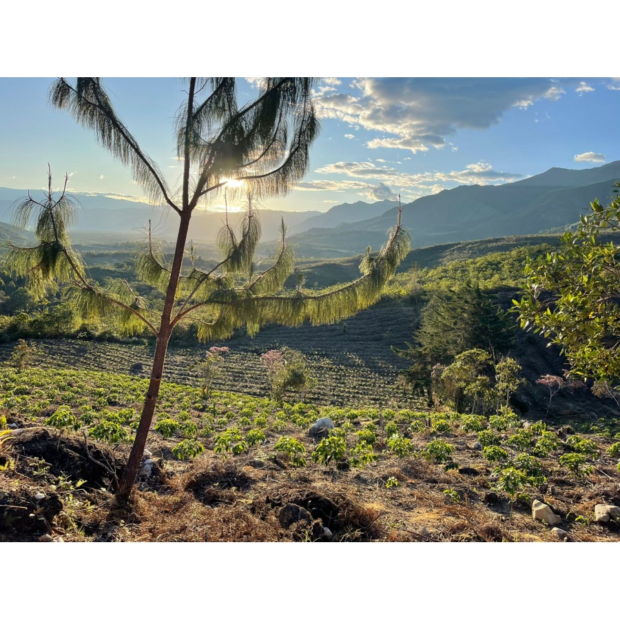 GourmetCoffee Specialty Перу Монтеверде 250г