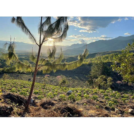 GourmetCoffee Specialty Перу Монтеверде 250г