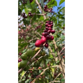 Gourmet Specialty kava Ethiopia Uraga 250g 2