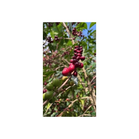 GourmetCoffee Specialitate Etiopia Uraga 250g