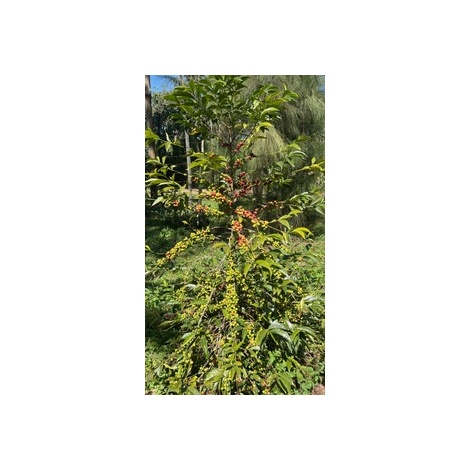 GourmetCoffee Specialty Etiópia Uraga 250g