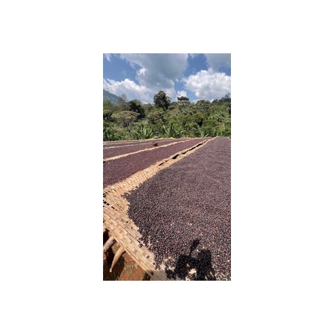 Gourmet Specialty kava Ethiopia Uraga 250g